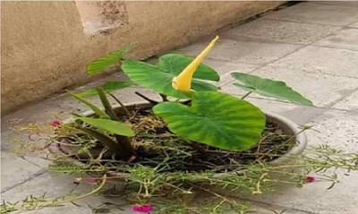 हे काय भलतेच.. आळूच्या झाडाला आले फूल? औरंगाबादेत निसर्गाची किमया पाहण्यासाठी उत्सुकांच्या रांगा