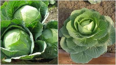 काय सांगता ! ब्रोकोली तोडण्यासाठी मजुरांना तब्बल 63 लाख रुपयांचं पॅकेज, जाहिरातीची एकच चर्चा