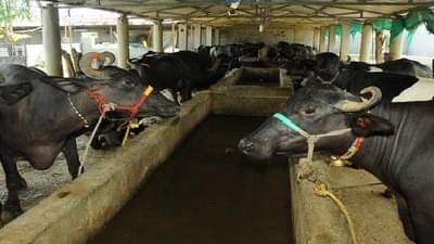 दुध डेअरीच्या बेरोजगार तरुणांच्या हाताला मिळणार काम अन् दुध उत्पादकांना प्रोत्साहन