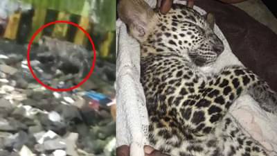 Video: आरे मेट्रो कारशेडच्या पत्र्याजवळ बिबट्याचं गोंडस पिल्लू, वनविभागाकडून पिल्लू रेस्क्यु, व्हिडीओ व्हायरल!