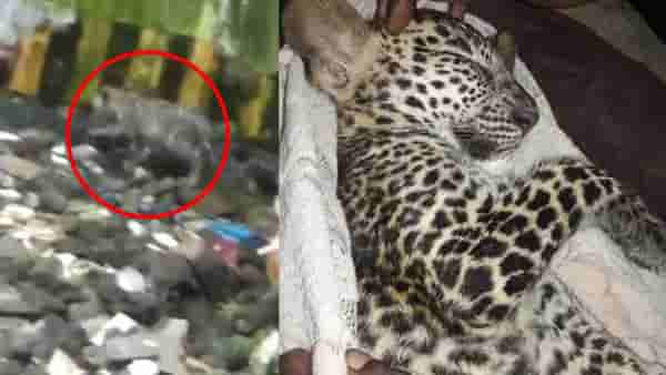 Video: आरे मेट्रो कारशेडच्या पत्र्याजवळ बिबट्याचं गोंडस पिल्लू, वनविभागाकडून पिल्लू रेस्क्यु, व्हिडीओ व्हायरल!