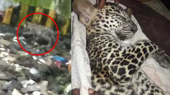 Video: आरे मेट्रो कारशेडच्या पत्र्याजवळ बिबट्याचं गोंडस पिल्लू, वनविभागाकडून पिल्लू रेस्क्यु, व्हिडीओ व्हायरल!
