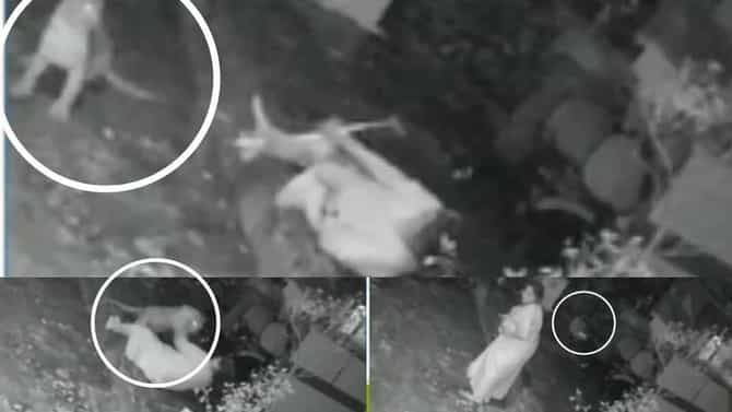 आरे कॉलनीत 64 वर्षांच्या आजीवर बिबट्याचा हल्ला, आजीने काठीने बिबट्याचं तोंड फोडलं, व्हिडीओ व्हायरल