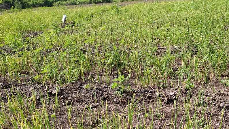 व्यथा शेतकऱ्यांच्या : पाऊस अन् पुरामुळे कांद्याचा 'वांदा' ; लागवडीपूर्वीच रोप उध्वस्त