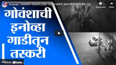 Amravati | रस्त्यावरील गोवंशाची इनोव्हा गाडीतून तस्करी, प्रकार सीसीटीव्हीत कैद
