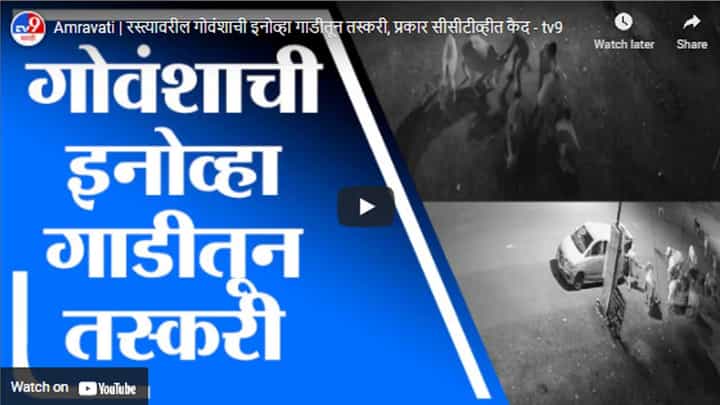 Amravati | रस्त्यावरील गोवंशाची इनोव्हा गाडीतून तस्करी, प्रकार सीसीटीव्हीत कैद Amravati | रस्त्यावरील गोवंशाची इनोव्हा गाडीतून तस्करी, प्रकार सीसीटीव्हीत कैद