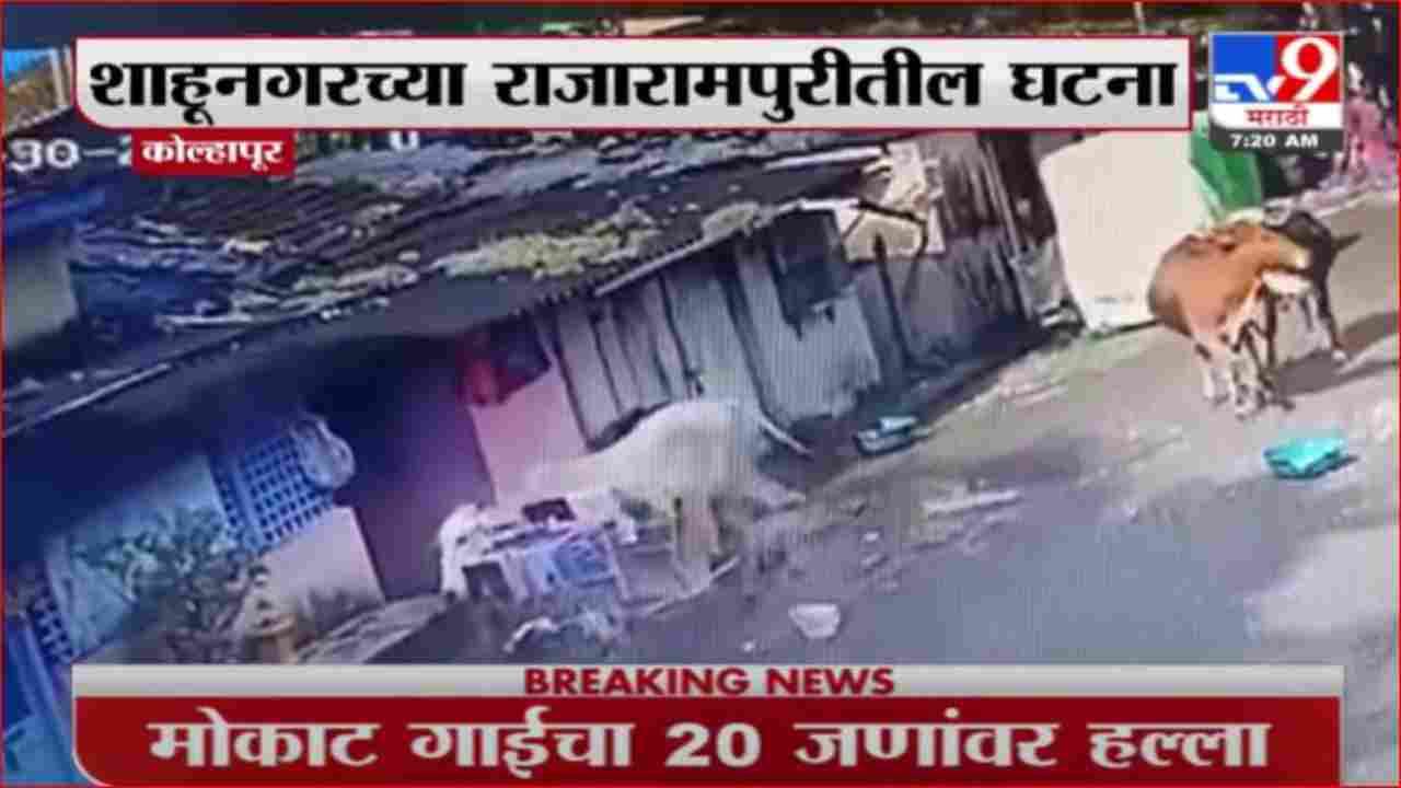 Kolhapur | मोकाट गाईचा 20 जणांवर हल्ला, राजारामपुरीतल्या शाहूनगरमधील घटना