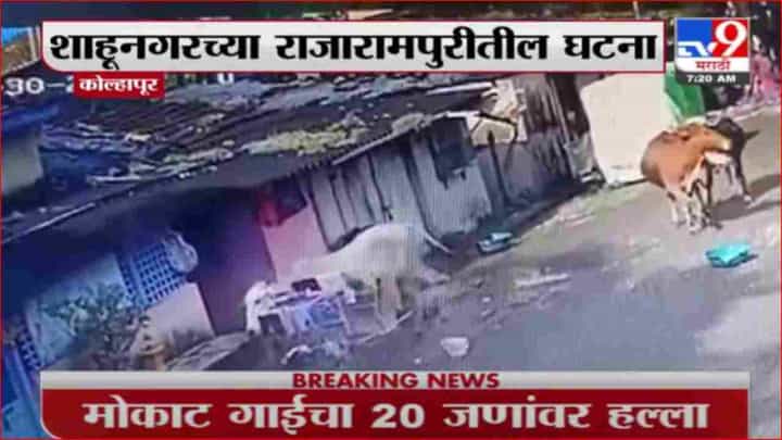 Kolhapur | मोकाट गाईचा 20 जणांवर हल्ला, राजारामपुरीतल्या शाहूनगरमधील घटना Kolhapur | मोकाट गाईचा 20 जणांवर हल्ला, राजारामपुरीतल्या शाहूनगरमधील घटना