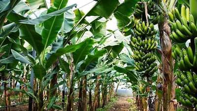 आता आंबिया फळपिकासाठीही लागू होणार पीकविमा, कृषी विभागाचा निर्णय