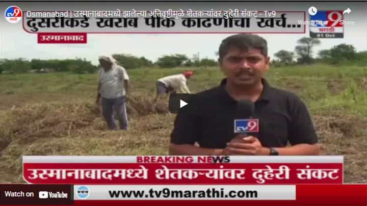 Osmanabad | उस्मानाबादमध्ये झालेल्या अतिवृष्टीमुळे शेतकऱ्यांवर दुहेरी संकट Osmanabad | उस्मानाबादमध्ये झालेल्या अतिवृष्टीमुळे शेतकऱ्यांवर दुहेरी संकट
