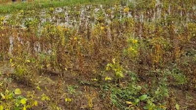 मराठवाड्यातील नुकसानभरपाईसाठी आवश्यकता अडीच हजार कोटींची, अन्