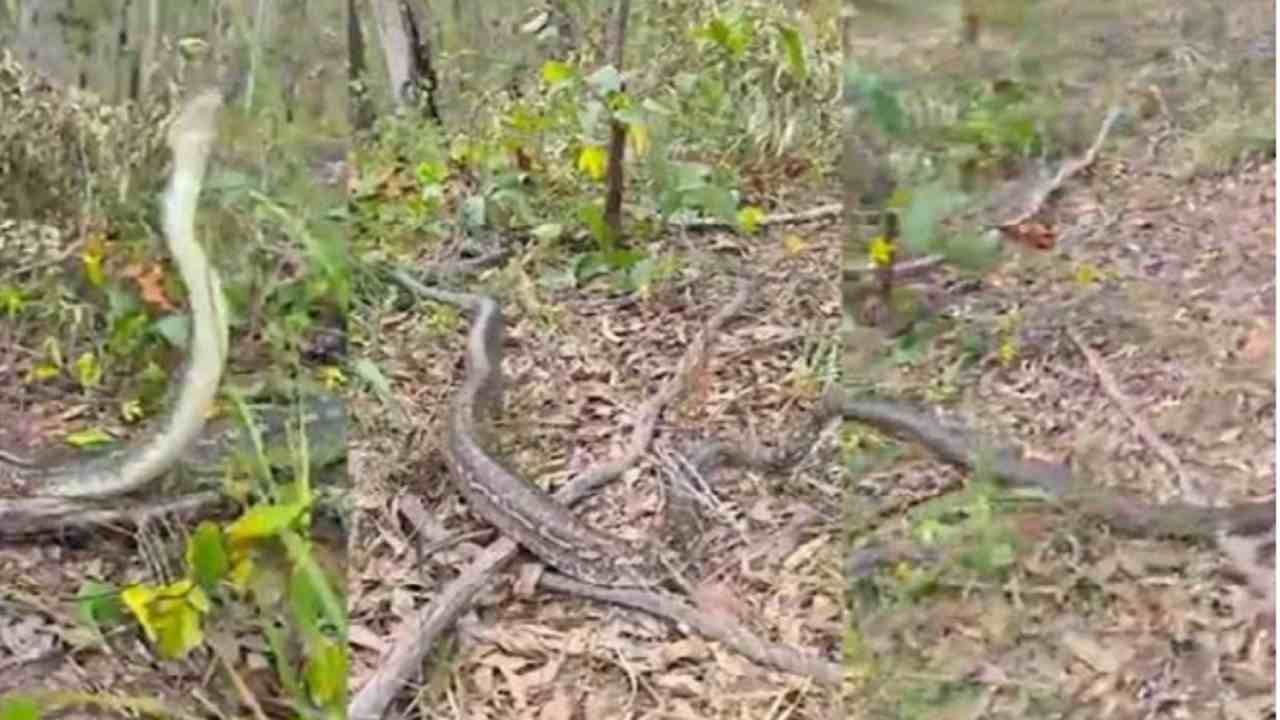 Video | मादीला मिळवण्यासाठी तीन सापांमध्ये जुंपली, भांडण सोडवण्यासाठी सर्पमित्राला घ्यावी लागली मेहनत