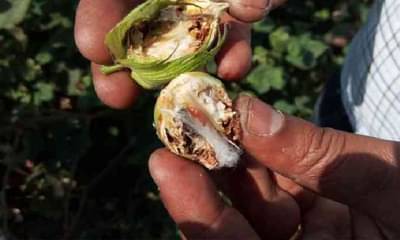 कापसावर गुलाबी बोंडअळीचा प्रादुर्भाव, असे करा नियंत्रण म्हणजे होईल उत्पादनात वाढ