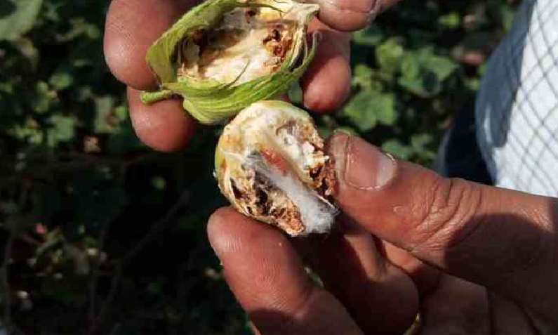 कापसावर गुलाबी बोंडअळीचा प्रादुर्भाव, असे करा नियंत्रण म्हणजे होईल उत्पादनात वाढ कापसावर गुलाबी बोंडअळीचा प्रादुर्भाव, असे करा नियंत्रण म्हणजे होईल उत्पादनात वाढ