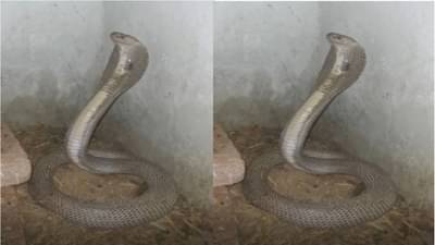 रात्रीच्या अंधारात हे काय घडलं ! सापाने सशाची चक्क 16 पिल्लं गिळली, सर्पमित्रही अवाक्