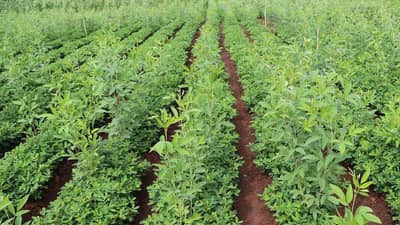 तूर लागवडीत महाराष्ट्र आघाडीवर, काय तूराचे फायदे अन् लागवड प्रक्रीया जाणून घ्या..