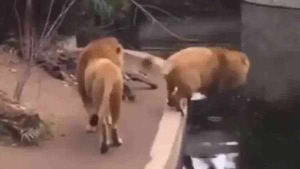 जेव्हा जंगलाचा राजा चालता चालता पाण्यात पडतो... पाहा मजेदार Video