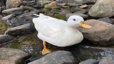 सोशल मीडियावर मंचकिनची चर्चा, महिन्याला 3 लाख रुपयांची कमाई, फॉलोअर्सच्या बाबतीत स्टार्सना टक्कर