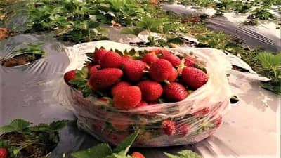 छत्तीसगडच्या शेतकऱ्याने नापीक जमिनीत आणली हिरवळ, आज 500 लोकांना रोजगार