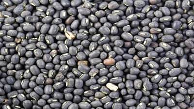 ...म्हणून उडदाच्या दरात वाढ, शेतकऱ्यांनो मालाची काळजी घ्या अन् योग्य दर मिळवा