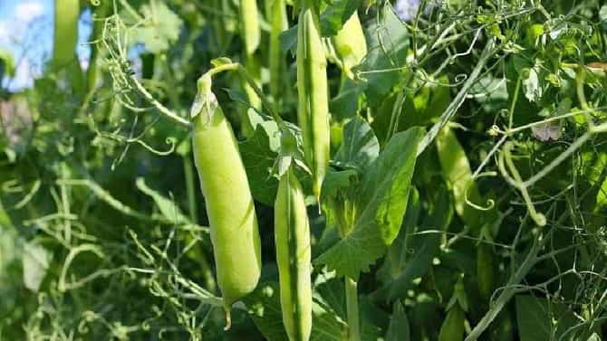 वटाण्याचे हलक्या जमिनीत भरघोस उत्पादन, यंदा पोषक वातावरणही, जाणून घ्या लागवड पध्दत अन् सर्वकाही