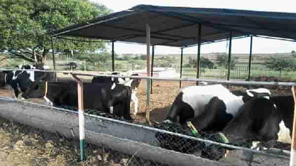 लाळ्या-खुरकूताच्या लसीकरणाला सुरवात, अशी घ्या जनावरांची काळजी
