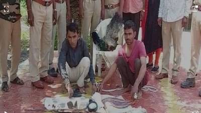 राष्ट्रीय पक्षी मोराची शिकार; पोलिसांच्या नाशिकमध्ये दोघांना बेड्या