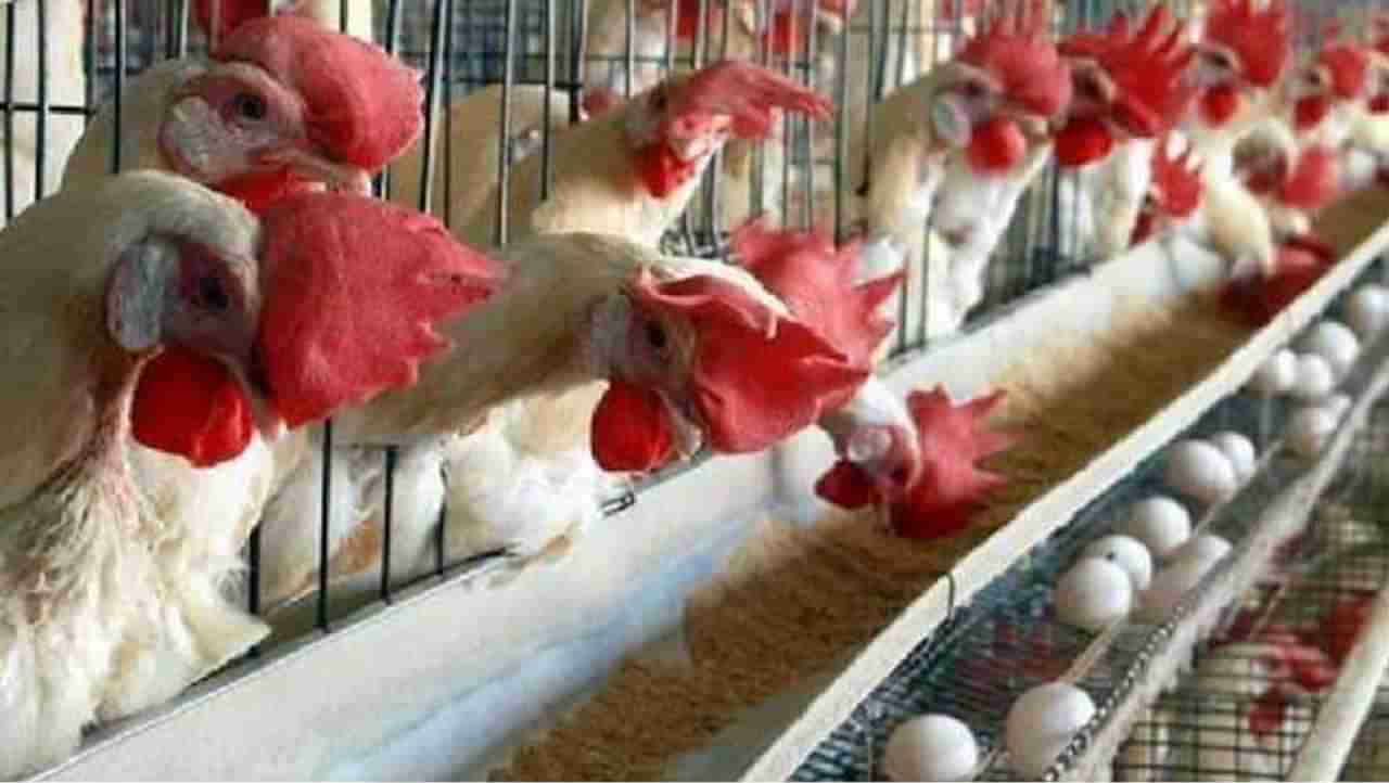 या कारणांमुळे घसरले चिकन, अंड्याचे दर ; दीड वर्षापासून वाढले होते भाव