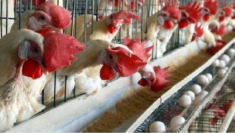 'या' कारणांमुळे घसरले चिकन, अंड्याचे दर ; दीड वर्षापासून वाढले होते भाव