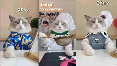 Video: जगातील पहिली मांजर शेफ, भन्नाट रेसिपी पाहून चांगले चांगले गार, नेटकरी म्हणाले, बाई, तूच काय ती सुगरण!