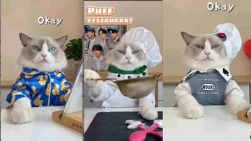 Video: जगातील पहिली मांजर शेफ, भन्नाट रेसिपी पाहून चांगले चांगले गार, नेटकरी म्हणाले, 'बाई, तूच काय ती सुगरण!'