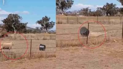 Video: मेंढीचा टबवर हल्ला, पण टबमध्ये डोकं अडकलं, आणि त्यानंतर जे झालं त्याने नेटकरी पोट धरुन हसले