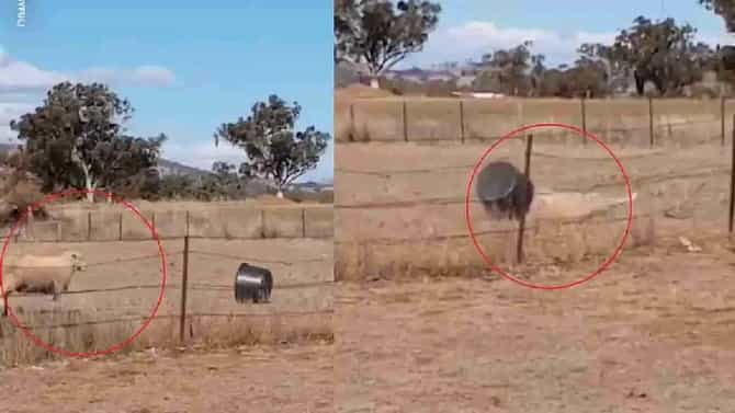 Video: मेंढीचा टबवर हल्ला, पण टबमध्ये डोकं अडकलं, आणि त्यानंतर जे झालं त्याने नेटकरी पोट धरुन हसले