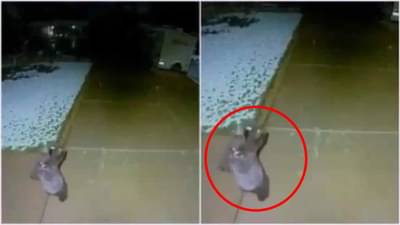 Video: आकाशातून पडणारा बर्फ पकडण्याचा प्रयत्न करणारं अस्वलाचं पिल्लू, नेटकरी म्हणाले,  हे पाहून सगळा ताण विसरलो