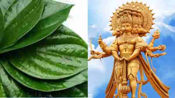 Tuesday Worship Tips : मंगळवारी हनुमानजींना विड्याचे पान अर्पण करा, बजरंगबली लवकर प्रसन्न होतील
