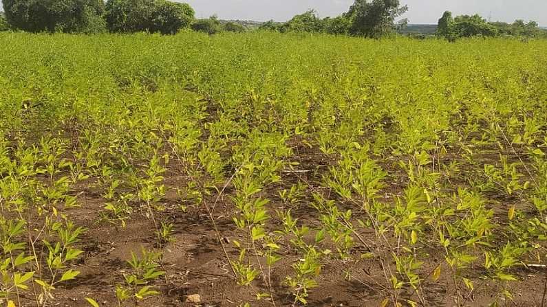 सोयाबीन, उडदापाठोपाठ तूरीला पावसाचा फटका, उत्पादनात होणार घट सोयाबीन, उडदापाठोपाठ तूरीला पावसाचा फटका, उत्पादनात होणार घट