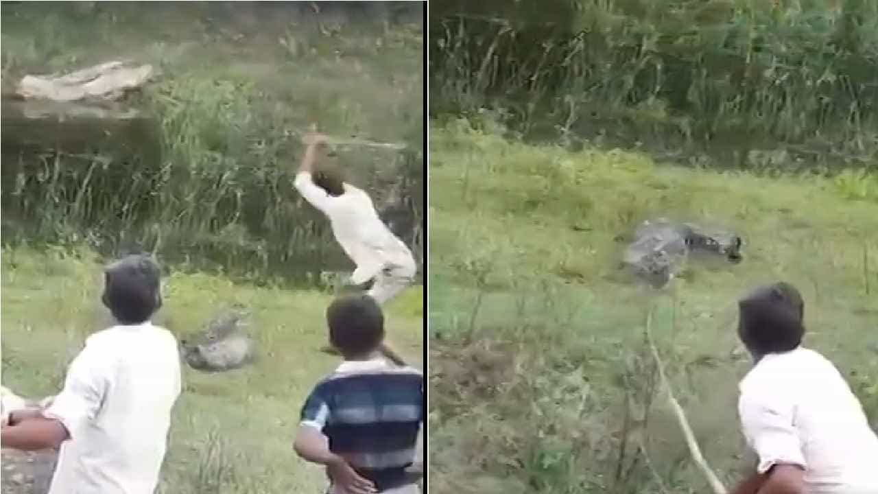 शेतात घुसलेल्या अजगरावर कुऱ्हाडीचे वार, तडफड पाहूनही गावकऱ्यांना पाझर फुटला नाही