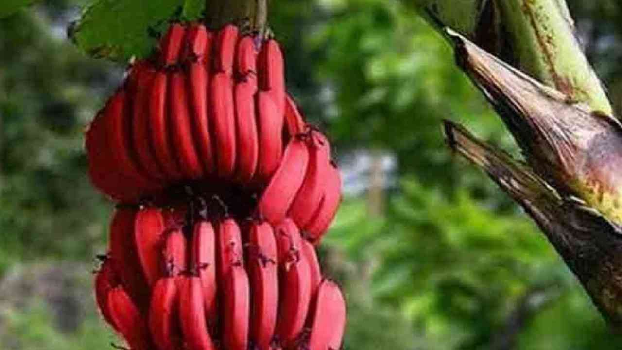केळी आपल्या आरोग्यासाठी खूप फायदेशीर आहेत. यामध्ये बरेच पोषक घटक देखील असतात, जे आपले आरोग्य निरोगी ठेवण्याचे काम करतात. केळीचे सेवन केल्याने कर्करोगाचा धोका देखील कमी होण्यास मदत मिळते. 