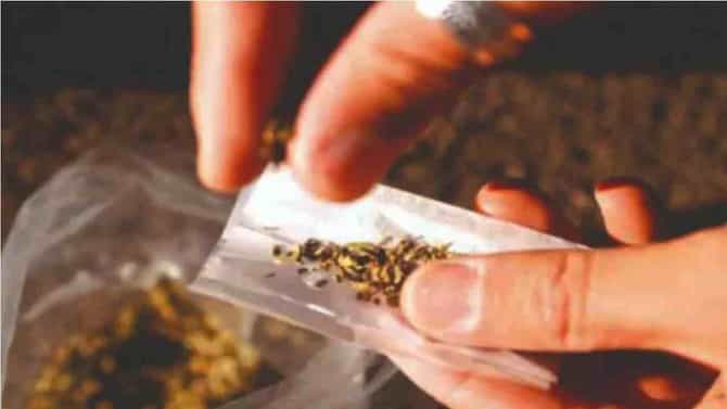 Mumbai Drugs Case | उच्चभ्रू कुटुंबातील महिलाही ड्रग्ज व्यवसायात, झटपट पैशाच्या मोहाने सहभाग वाढता