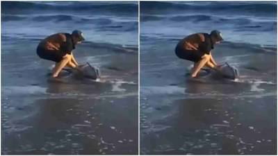 Video: समुद्रकिनारी तडपणाऱ्या डॉल्फीनसाठी देवदूत बनून आला, डॉल्फिनला वाचवणाऱ्यांचं नेटकऱ्यांकडून कौतुक