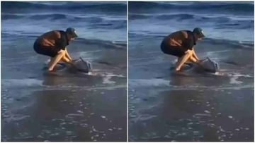 Video: समुद्रकिनारी तडपणाऱ्या डॉल्फीनसाठी देवदूत बनून आला, डॉल्फिनला वाचवणाऱ्यांचं नेटकऱ्यांकडून कौतुक