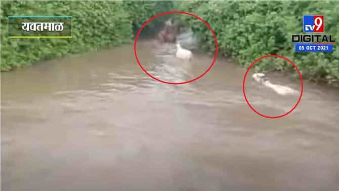 Video | पूर आला अन् होत्याचं नव्हतं झालं, तब्बल 25 गाई वाहून गेल्या, हृदय पिळवटून टाकणारा व्हिडीओ