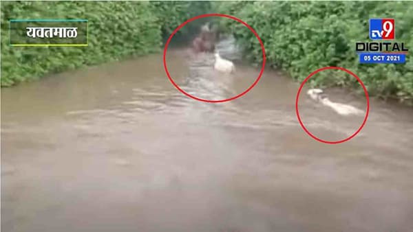 Video | पूर आला अन् होत्याचं नव्हतं झालं, तब्बल 25 गाई वाहून गेल्या, हृदय पिळवटून टाकणारा व्हिडीओ