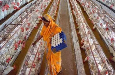 Egg Farming: अंडी विकून व्हाल मालामाल, महिन्याला कमवाल लाखो रुपये, जाणून घ्या सर्वकाही