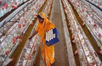 Egg Farming: अंडी विकून व्हाल मालामाल, महिन्याला कमवाल लाखो रुपये, जाणून घ्या सर्वकाही