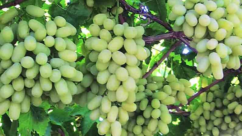 पुर्वहंगामी द्राक्ष बाजारात, सोयाबीनप्रमाणेच मिळतोय मुहुर्ताचा दर