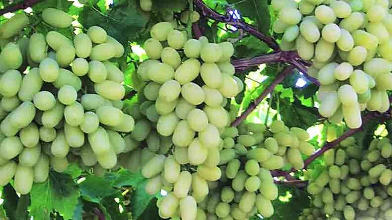 Grape : अखेर ठरलं तर मग...! शेतकऱ्यांच्या टाळ्यांचा कडकडाट अन् बागायतदार संघाचा ऐतिहासिक निर्णय, काय झालं नेमंक नाशिकमध्ये Grape : अखेर ठरलं तर मग...! शेतकऱ्यांच्या टाळ्यांचा कडकडाट अन् बागायतदार संघाचा ऐतिहासिक निर्णय, काय झालं नेमंक नाशिकमध्ये