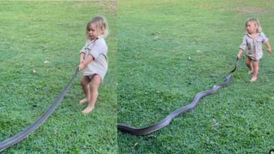 Video: 2 वर्षांच्या चिमुरड्याने पकडला भलामोठा साप, व्हिडीओ पाहून नेटकरी म्हणाले, हा तर टारझन वाटतो!