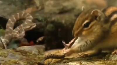 Video: खारुताई आणि सापाची लढाई, खारुताईने सापाला कुरतडून कुरतडून खाल्लं, व्हिडीओ प्रचंड व्हायरल