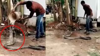 Viral Video : साप आणि खारुताईमध्ये जबरदस्त लढाई, कुरतडून कुरतडून खाल्ले सापाला